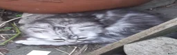 Siberian cats for sale: Absolutely Fabulous Kittens - Advert 10