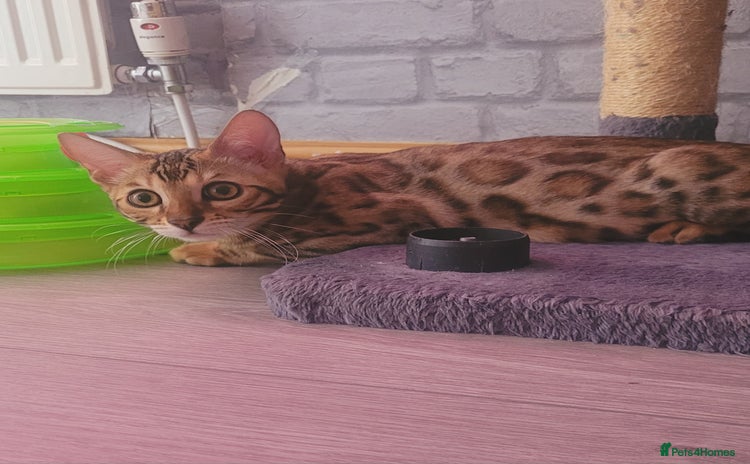 Bengal cats - Advert 13