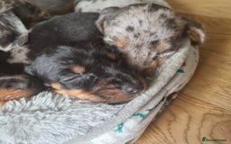 Dachshund dogs for sale: Beautiful minature daschunds  - Image 6