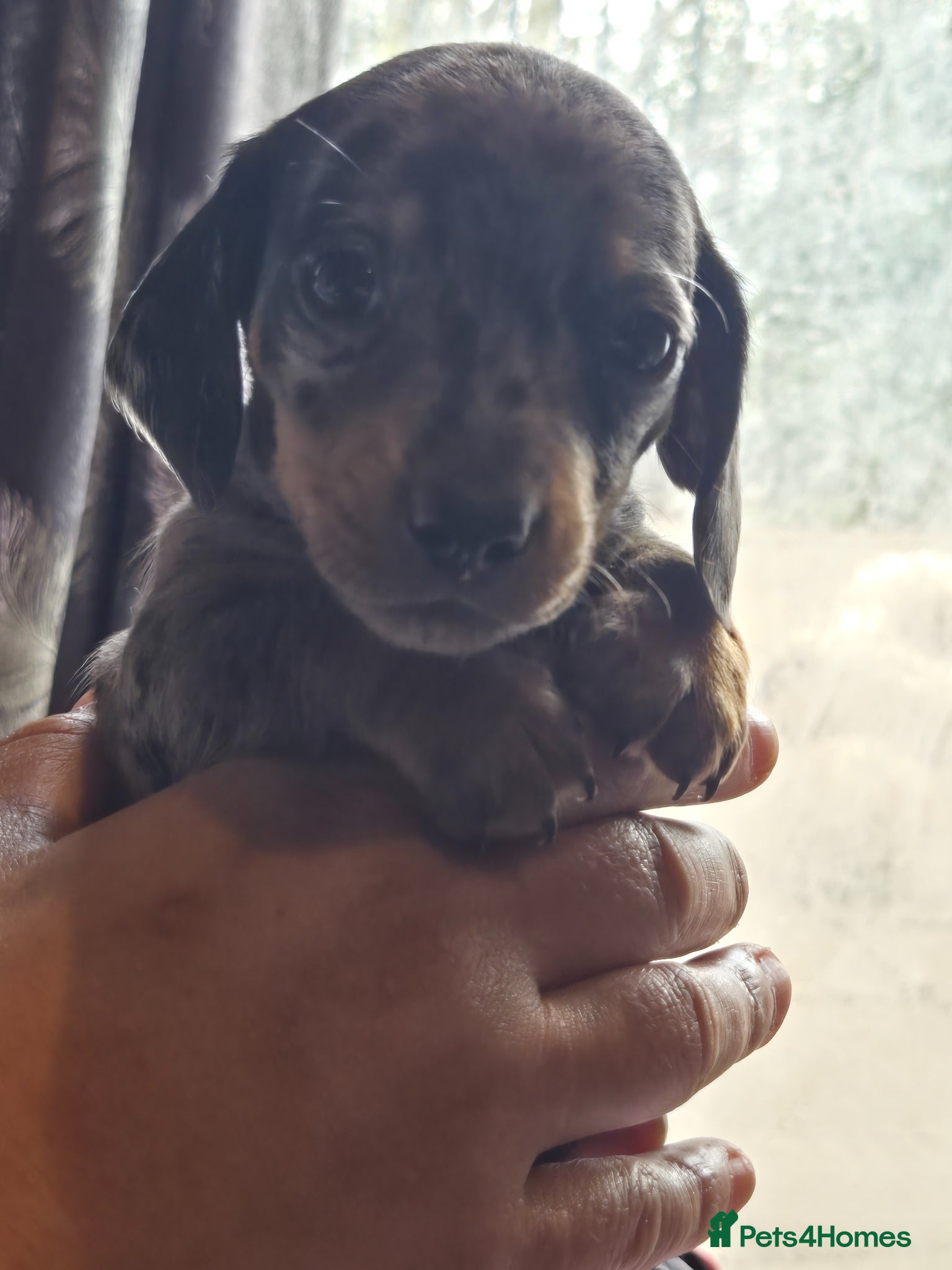 Dachshund dogs for sale: 5 gorgeous dachshund puppies for loving homes in Ludlow - Advert 32