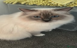 Ragdoll cats for sale: 💔 Rehoming Active Ragdoll Queens TICA Registered - Image 2