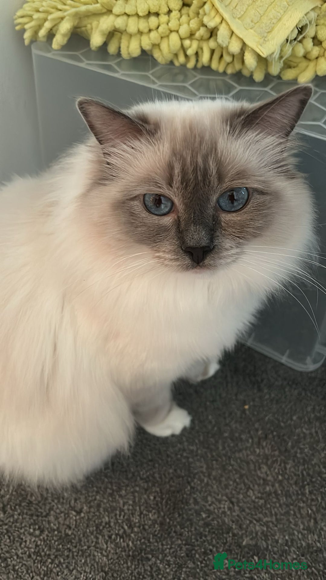 Ragdoll cats for sale: 💔 Rehoming Active Ragdoll Queens TICA Registered - Image 2
