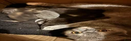 Persian cats for sale: Persian crossed kittens ready now  - Advert 7
