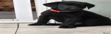 Orange collar