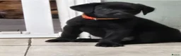 Labrador Retriever dogs for sale: Adorable Labrador puppies for sale - Advert 14