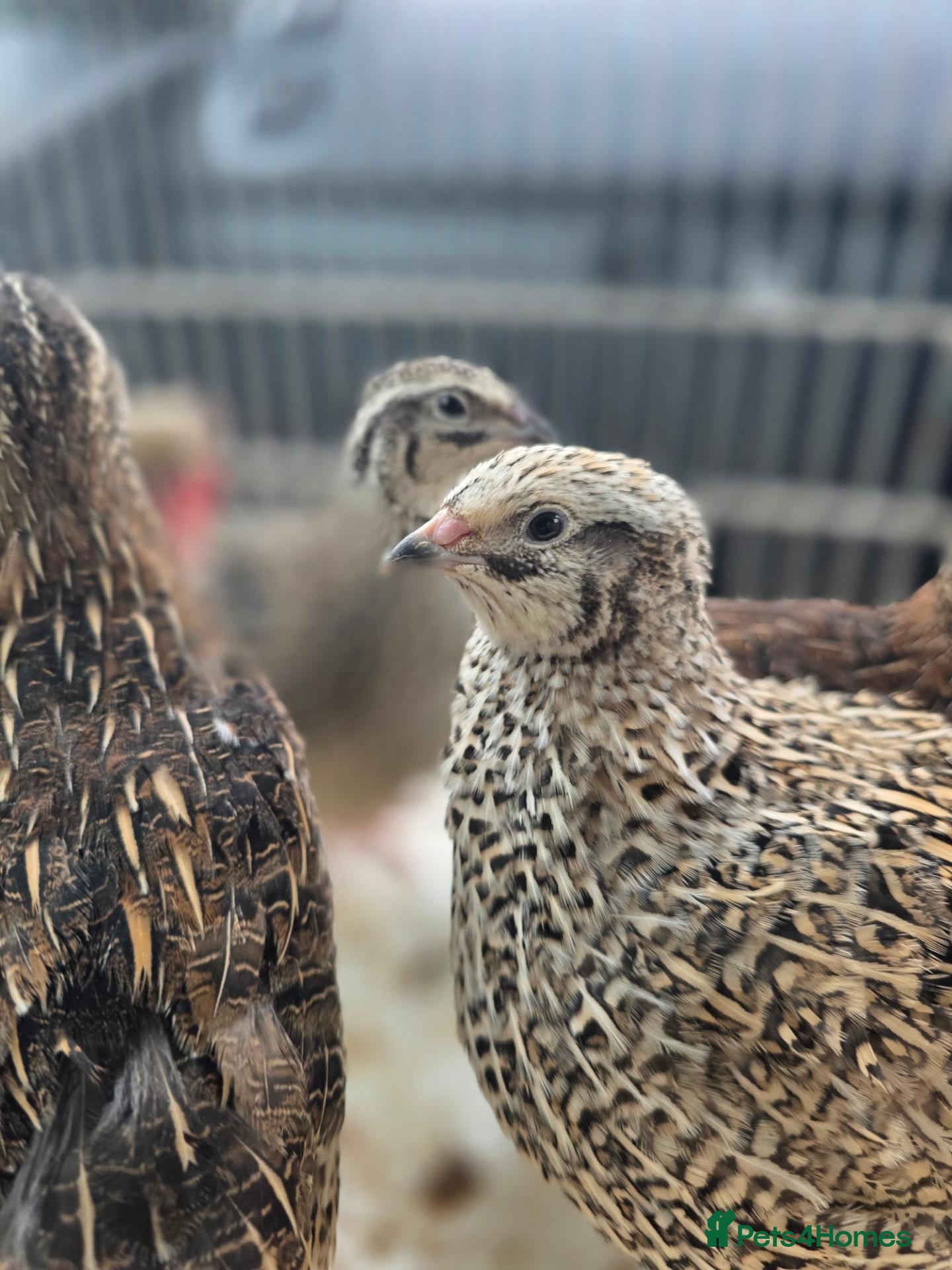 Quail poultry for sale: Breeding pair of Coturnix qauil - Advert 1