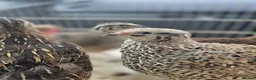 Quail poultry for sale: Breeding pair of Coturnix qauil - Advert 1