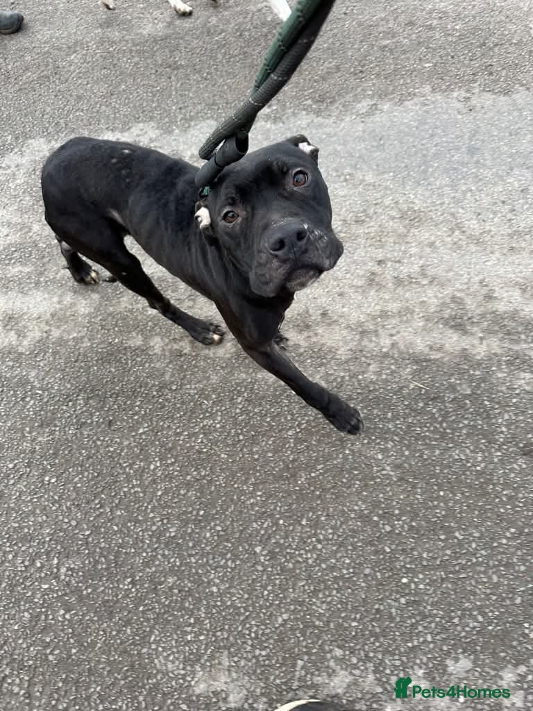 Meet Gomez, currently residing in Ormskirk — Mixed Breed