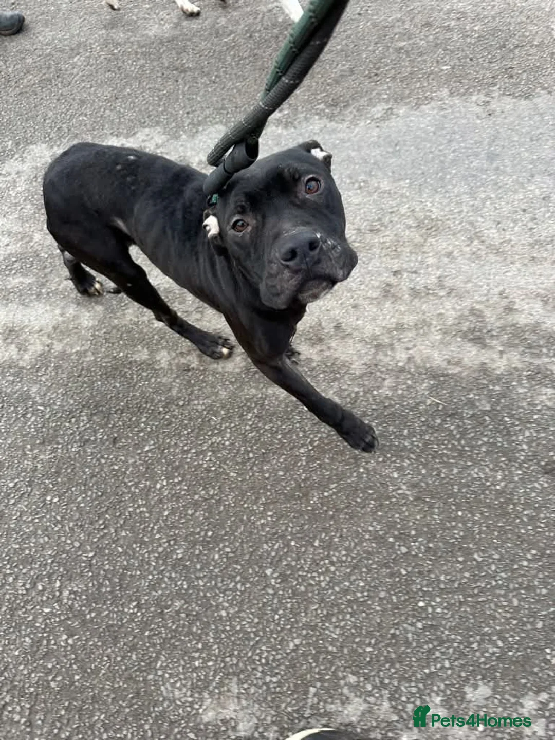 Mixed Breed dogs for adoption: Meet Gomez, currently residing in Ormskirk  in Ormskirk - Advert 10