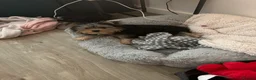 Yorkshire Terrier dogs for sale: Yorkshire terrier  - Advert 5