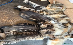 Savannah cats for sale: 3 beautiful kittens  - Image 5