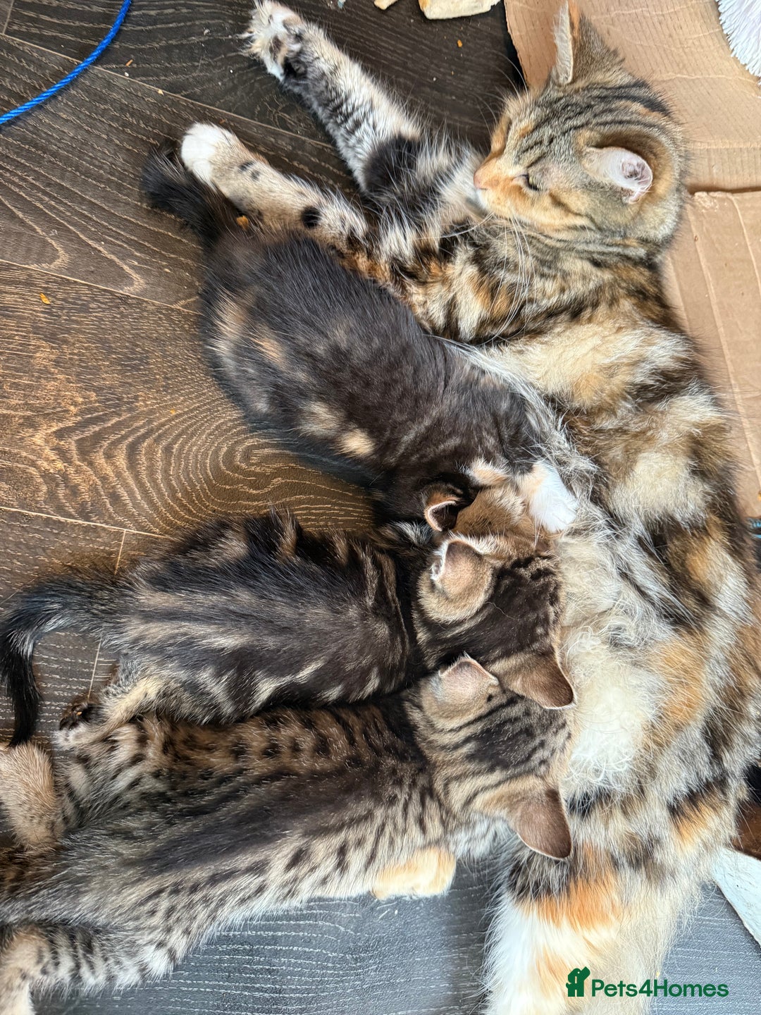 Savannah cats for sale: 3 beautiful kittens  - Image 5