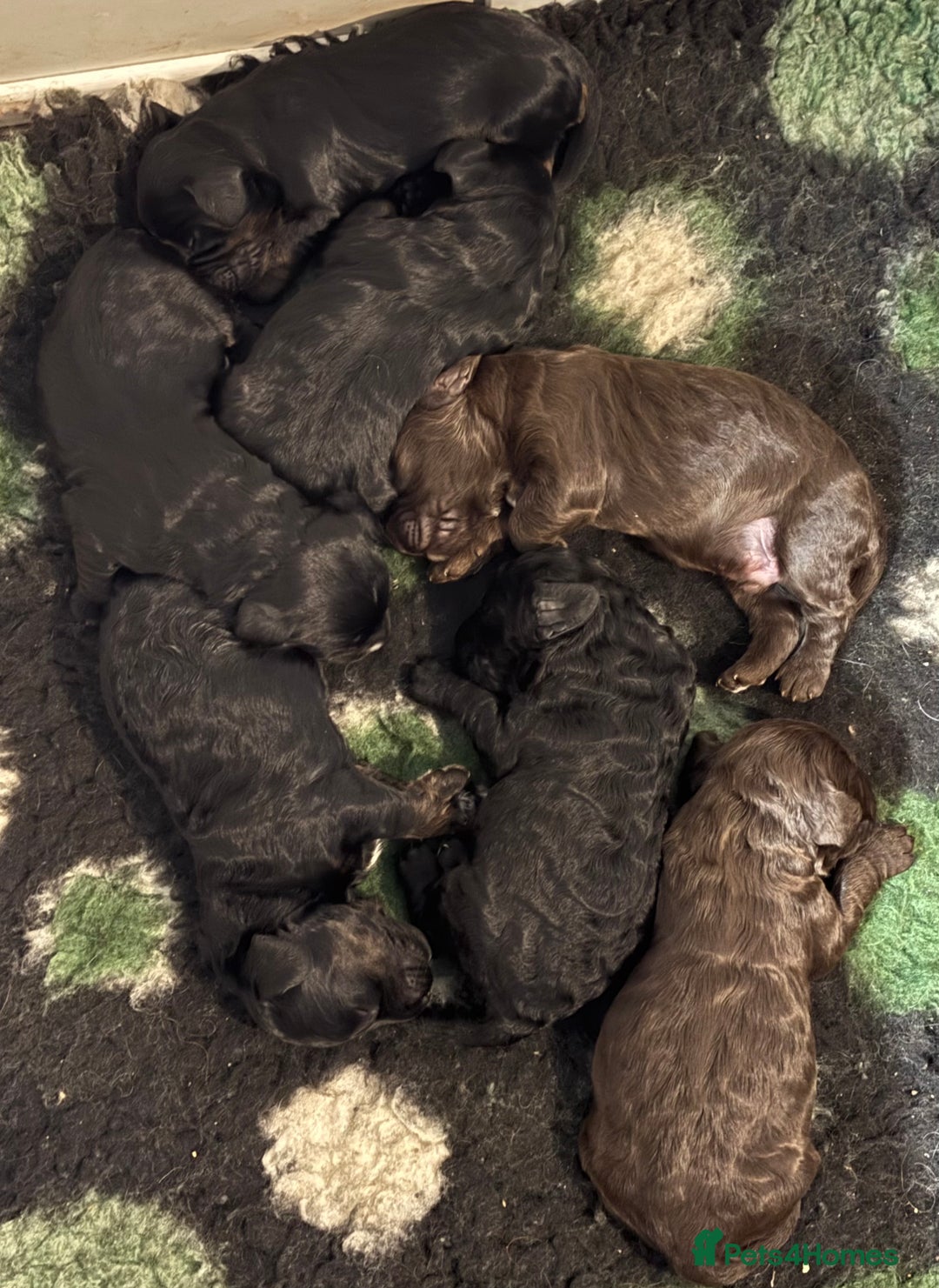 Cockapoo dogs for sale: F2 cockapoo’s (last girl) - Advert 4