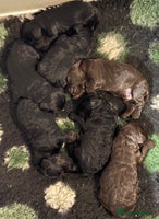 Cockapoo dogs - Advert 1