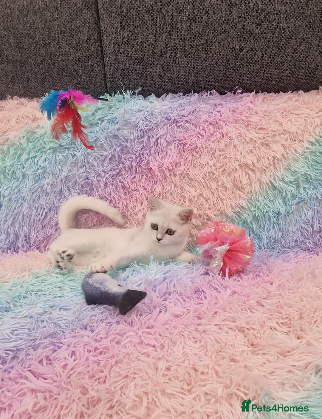 British Shorthair cats for sale: British Shorthair Silver Chinchilla  - Image 28