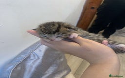 Mixed Breed cats for sale: 5 beautiful kittens for sale - Image 2