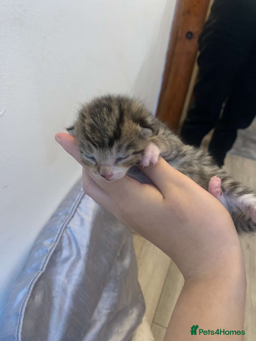 Mixed Breed cats for sale: 5 beautiful kittens for sale - Image 2