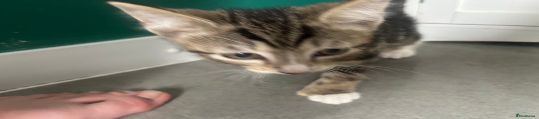 British Shorthair Kitten 2