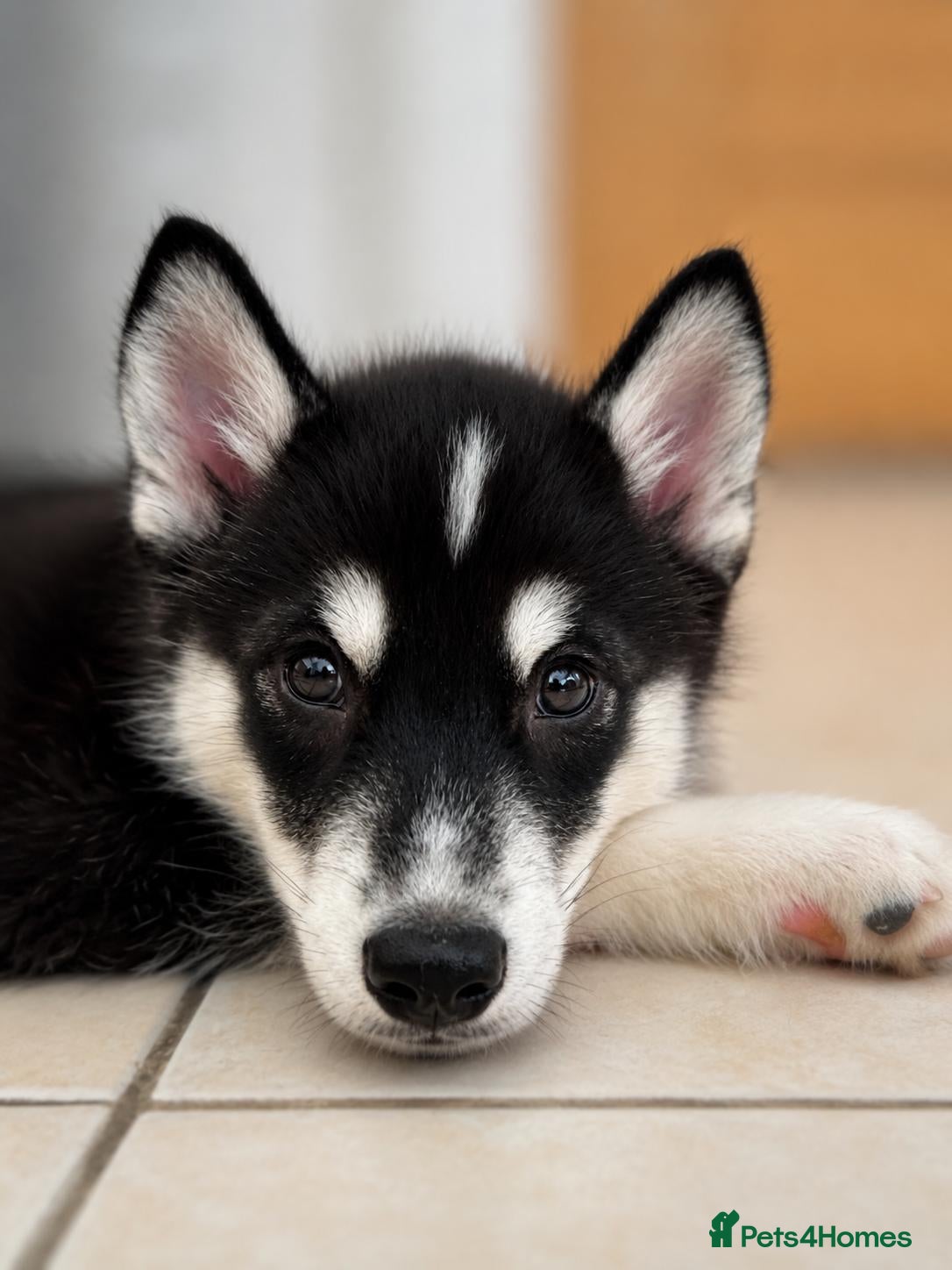 Mixed Breed dogs for sale: Husky x Malamute | Health Tested | Crufts Line - Advert 16