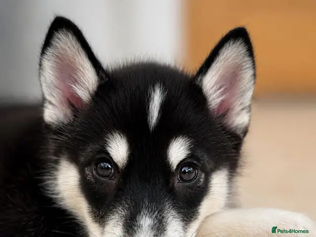 Mixed Breed dogs for sale: Husky x Malamute | Health Tested | Crufts Line - Advert 16
