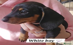 Miniature Dachshund dogs for sale:  Miniature Dachshunds ready to go Friday 19th Sept - Image 21