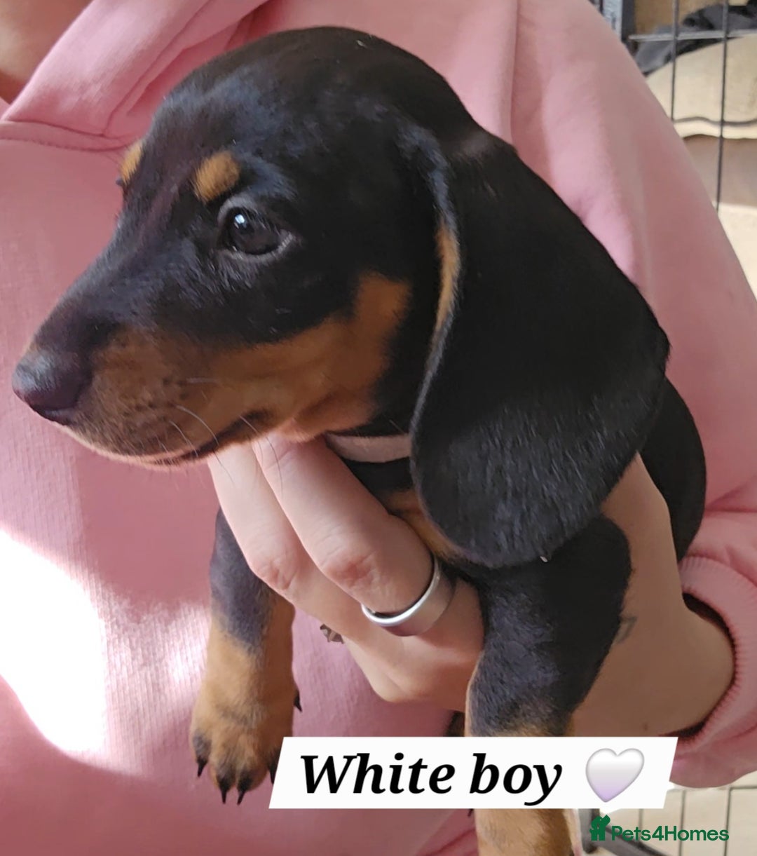 Miniature Dachshund dogs for sale:  Miniature Dachshunds ready to go Friday 19th Sept - Image 21