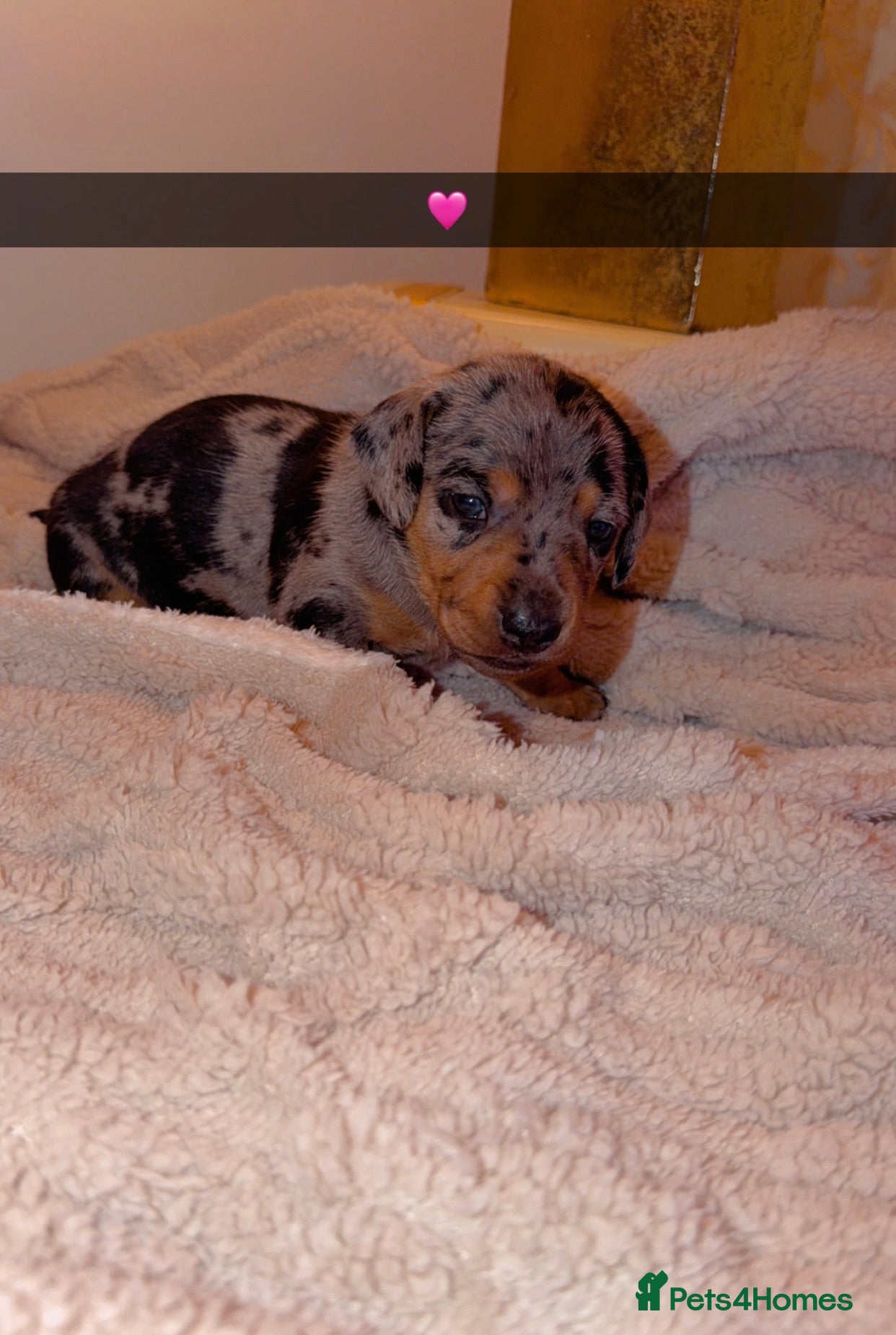 Dachshund dogs for sale: Dachshund  - Advert 1