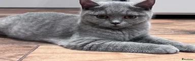 Petunia