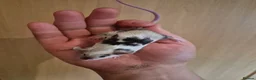 Mouse rodents for sale: Cute Male Fancy Mice - Advert 5