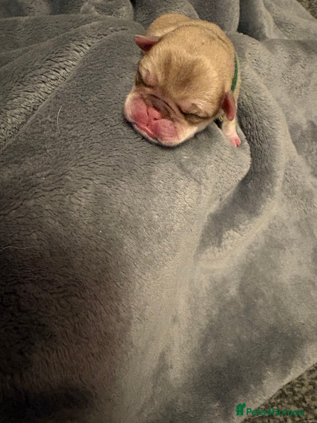 Pug dogs for sale: 6 stunning pugs for sale - Advert 4