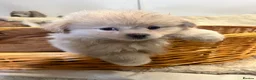 Mixed Breed dogs for sale: Pure fluff Balls and Gorgeouse  - Advert 2