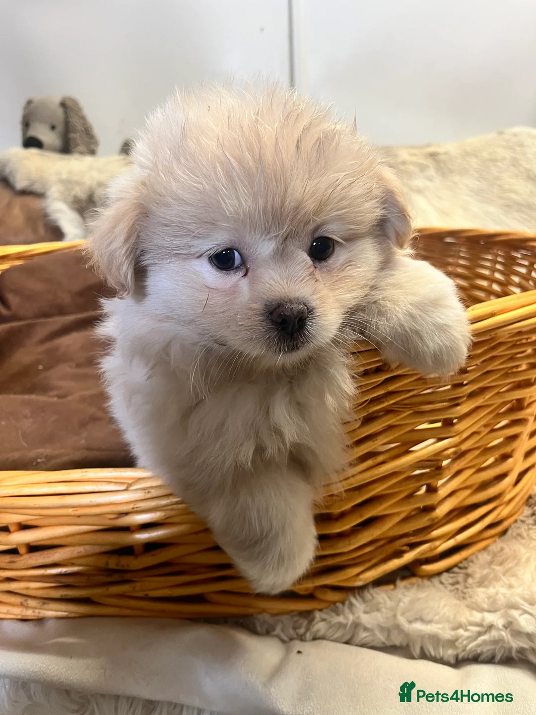 Mixed Breed dogs for sale: Pure fluff Balls and Gorgeouse  - Advert 2