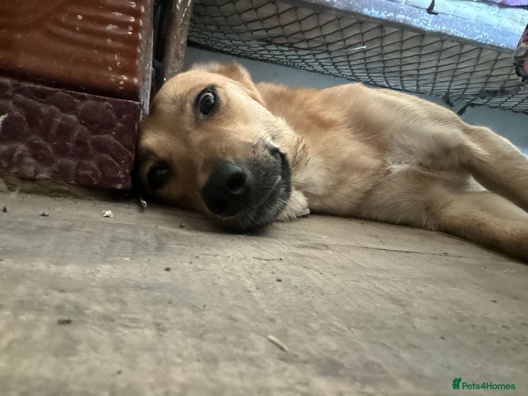 Mixed Breed dogs for adoption: 🐾🩷 MIDGET - a superb girl, for a Loving Home🐾🏡 - Image 9