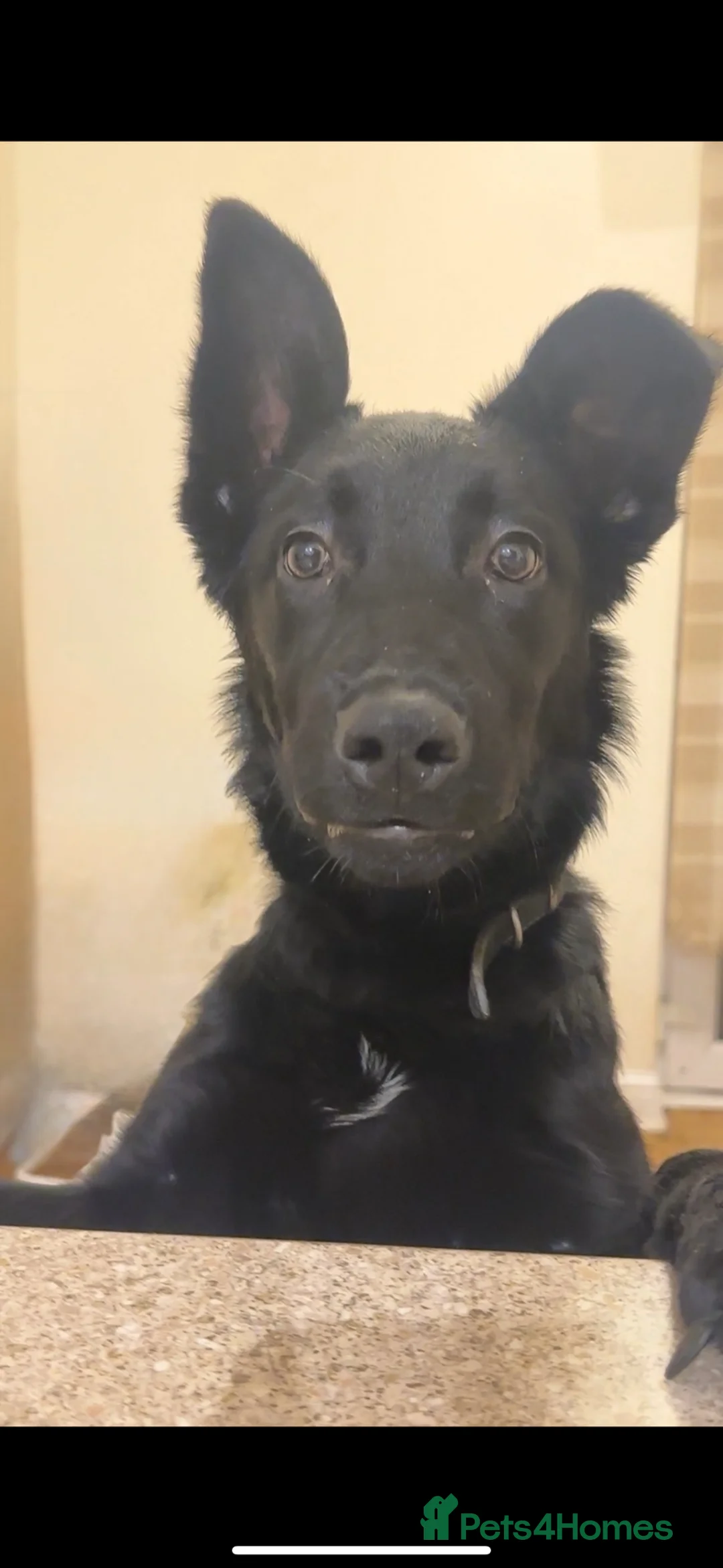 Mixed Breed dogs for sale: Belgian Malanois X Labrador  in Northampton - Advert 2