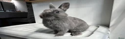Netherland Dwarf rabbits for sale: Young Netherland Dwarf (Storm) looking for a home  in Oxford - Advert 2