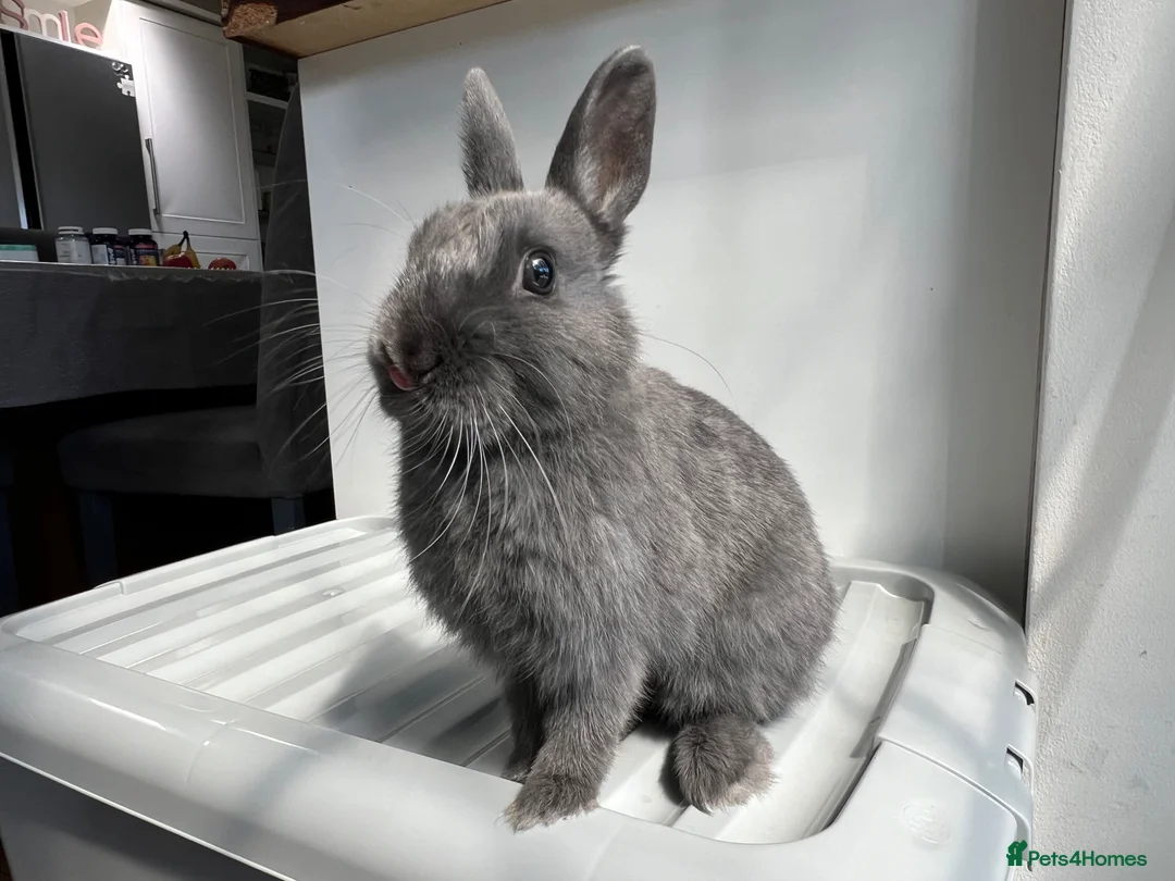 Netherland Dwarf rabbits for sale: Young Netherland Dwarf (Storm) looking for a home  in Oxford - Advert 2