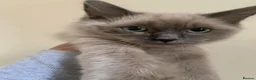 Ragdoll cats for sale: RAGDOLL KITTEN FOR SALE - Advert 1