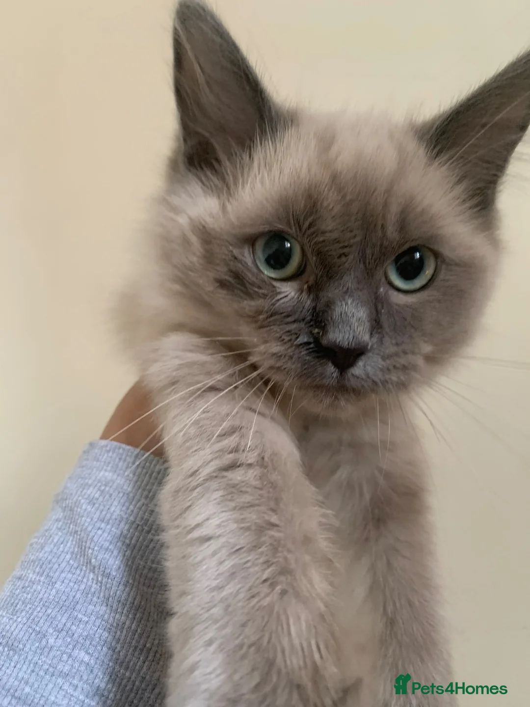 Ragdoll cats for sale: RAGDOLL KITTEN FOR SALE - Advert 1