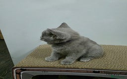 British Shorthair cats for sale: Beautiful British shorthair kittens - Image 11