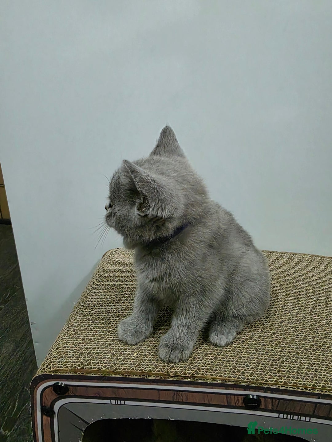British Shorthair cats for sale: Beautiful British shorthair kittens - Image 11