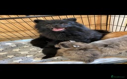 Pomeranian dogs for sale: Ready to leave Pomeranian puppies  - Image 23