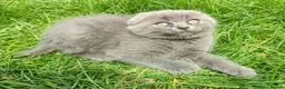 Scottish Fold cats for sale: REDUCED ❤️❤️Tabby cat😘Luxury Scottish❤️❤️❤️❤️❤️❤️ - Advert 25