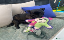 Mixed Breed dogs for sale: Lovely dog - Advert 1