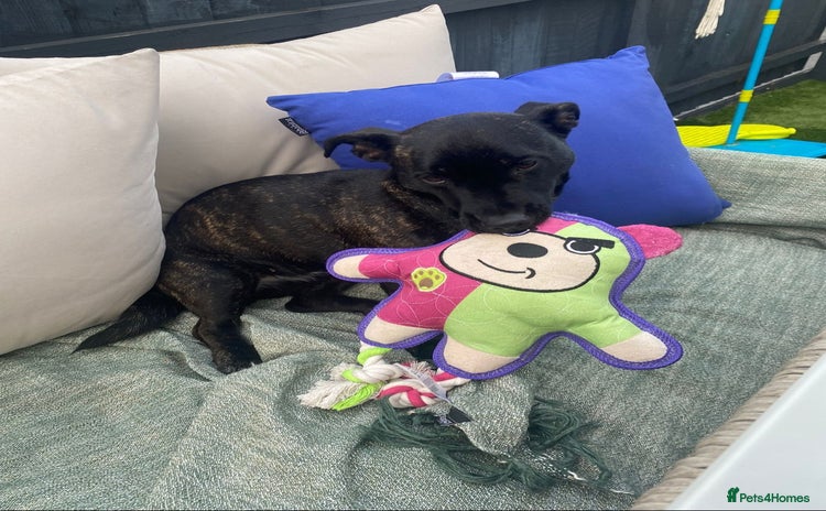 Mixed Breed dogs Lovely dog - Advert 1