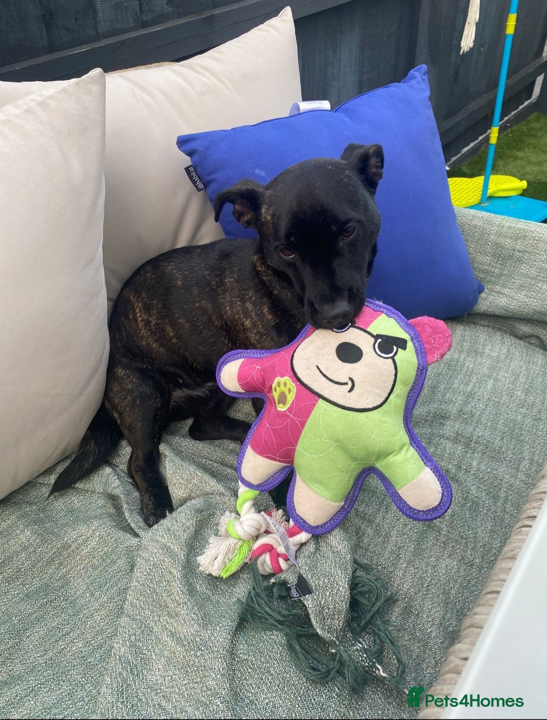 Mixed Breed dogs for sale: Lovely dog - Advert 1