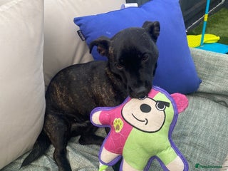 Mixed Breed dogs for sale: Lovely dog - Advert 1