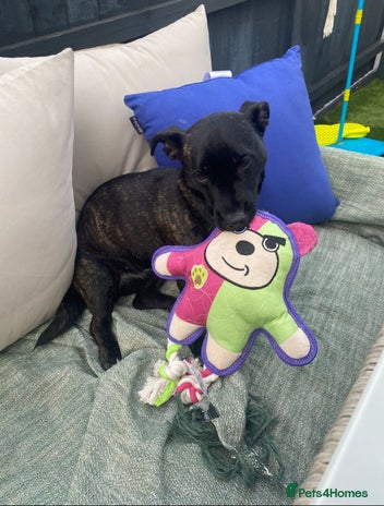 Mixed Breed dogs Lovely dog - Advert 1