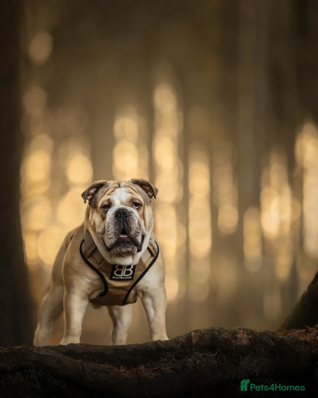 English Bulldog dogs for stud: proven bulldog stud in Hamilton - Advert 4