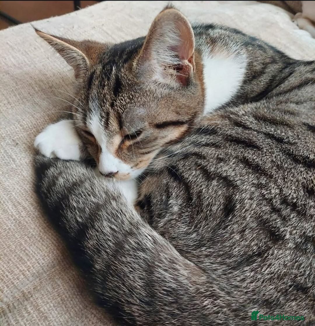 Mixed Breed cats Two cats needing their forever homes - Advert 17