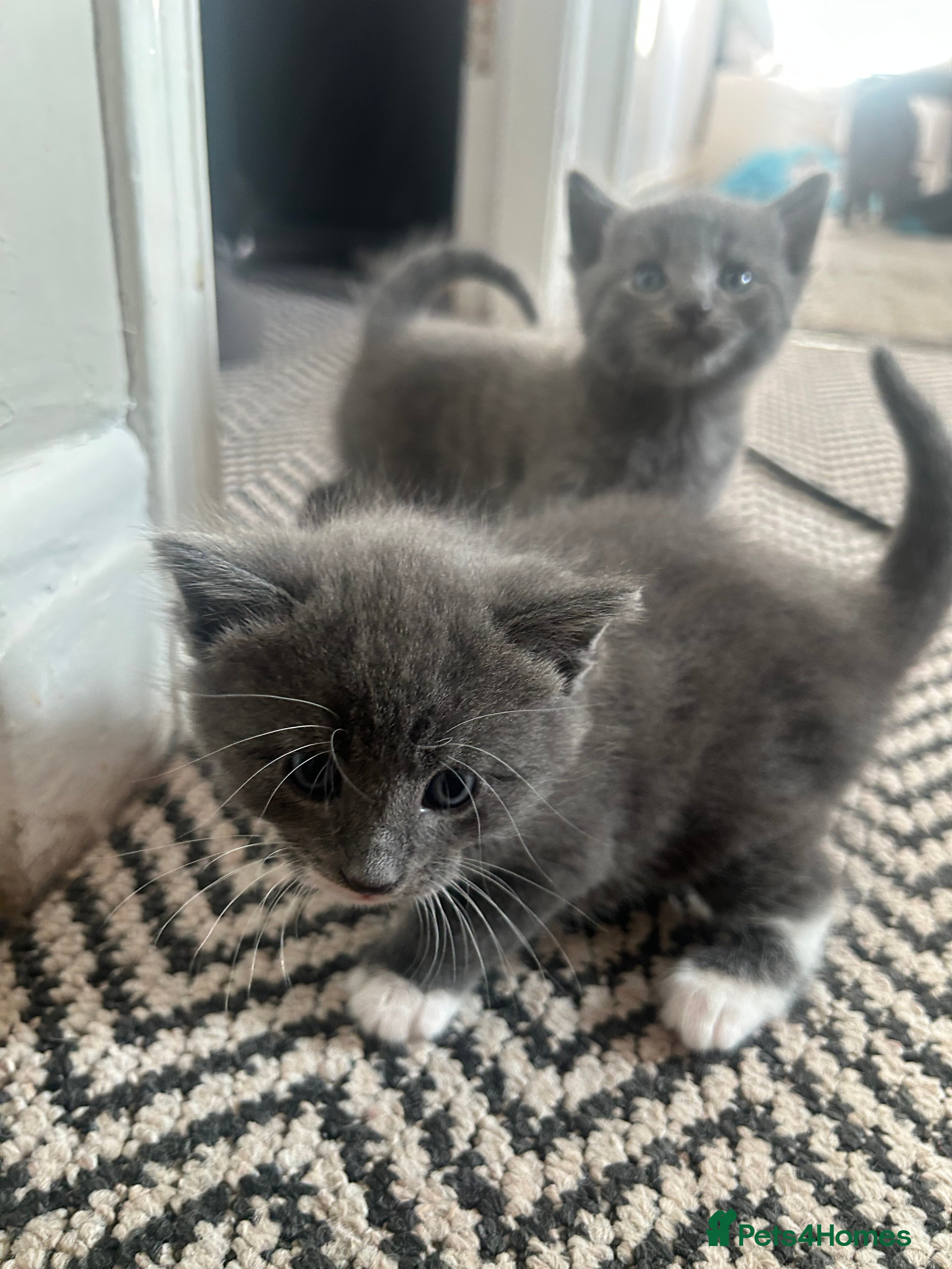 Russian Blue cats Russian blue/ Nebulung X kittens ready 23rd Dec - Advert 1